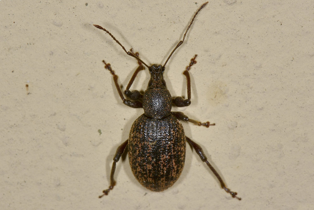 Curculionidae da id. - Otiorhynchus aurifer